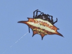 Gasteracantha versicolor