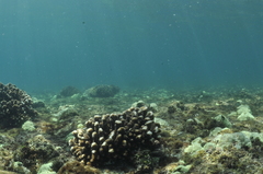Pocillopora capitata