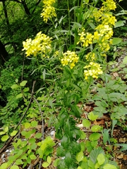 Erysimum odoratum