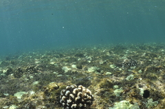 Pocillopora capitata