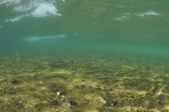 Trachinotus rhodopus