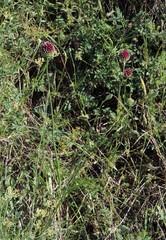 Allium sphaerocephalon