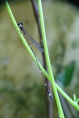 Protosticta gravelyi