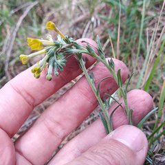 Lithospermum strictum