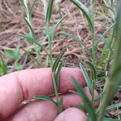 Lithospermum strictum