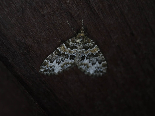 Broken-barred Carpet