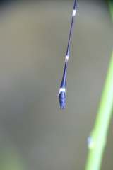 Protosticta gravelyi