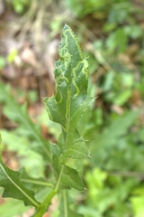 Phytomyza syngenesiae group