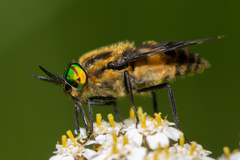 Chrysops divaricatus