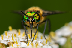 Chrysops divaricatus