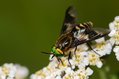 Chrysops divaricatus