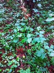 Dactylis glomerata lobata