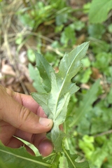 Phytomyza syngenesiae group