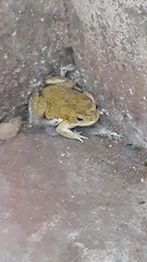 Duttaphrynus stomaticus