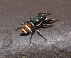 Salticus palpalis