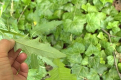 Phytomyza syngenesiae group