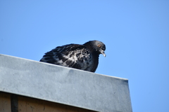 Columba livia domestica