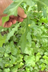 Phytomyza syngenesiae group