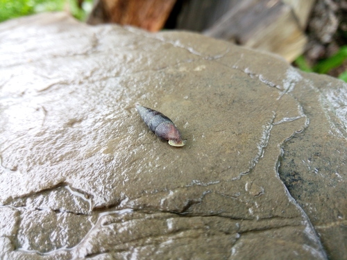 Trbušasta zaklopnica (Macrogastra ventricosa)