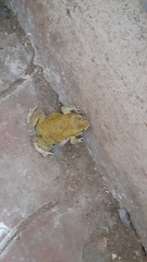 Duttaphrynus stomaticus