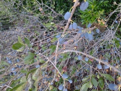 Forestiera angustifolia