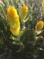 Castilleja levisecta