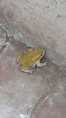 Duttaphrynus stomaticus