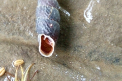 Macrogastra ventricosa