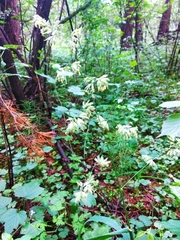 Dactylis glomerata lobata