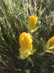 Castilleja levisecta