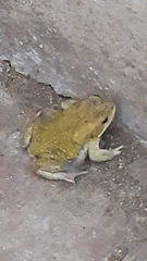 Duttaphrynus stomaticus