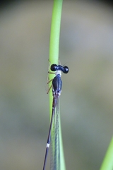 Protosticta gravelyi