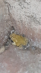 Duttaphrynus stomaticus