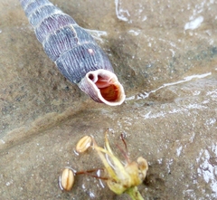 Macrogastra ventricosa