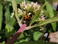 Harmonia axyridis