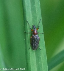 Bibio articulatus