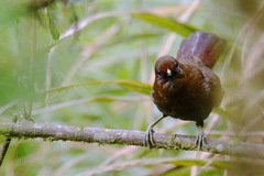 Pterorhinus poecilorhynchus
