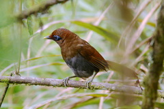 Pterorhinus poecilorhynchus