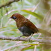 Rusty Laughingthrush - Photo (c) 吳政翰, some rights reserved (CC BY-NC-ND), uploaded by 吳政翰