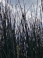 Cistothorus palustris