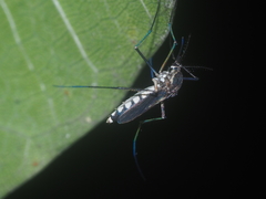 Armigeres subalbatus