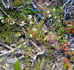 Pharnaceum thunbergii