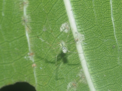 Meotipa spiniventris