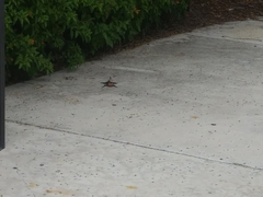 Agama picticauda image