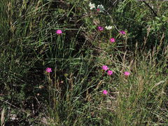 Dianthus balbisii