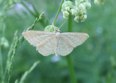 Idaea pallidata