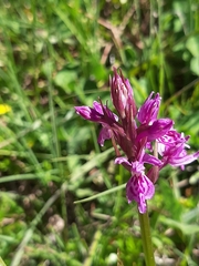 Dactylorhiza lapponica