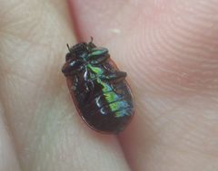 Chrysomela lapponica