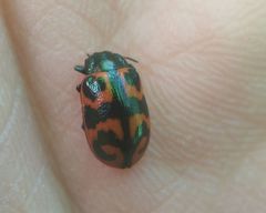 Chrysomela lapponica