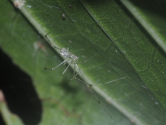 Meotipa spiniventris